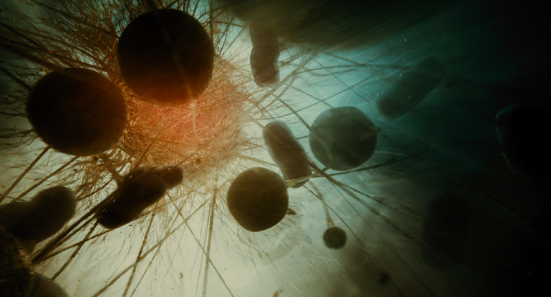 Illustration for article titled Gorgeous Tree of Life stills look like the greatest science epic of all time